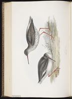 Common Redshank, Chevalier gambette plate 310