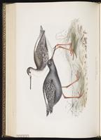 Spotted Redshank, Chevalier arlequin plate 309
