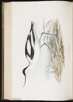 Pied Avocet plate 308