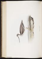 Terek Sandpiper, Chevalier bargette plate 307