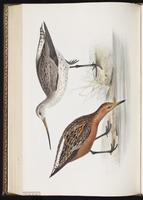 Bar-tailed Godwit, Barge rousse, Picopando cola barrada plate 306