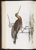 Black-tailed Godwit, Barge à queue noire plate 305