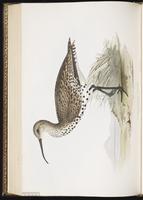 Slender-billed Curlew, Courlis à bec grêle plate 304