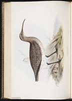 Whimbrel, Courlis corlieu, Zarapito trinador plate 303