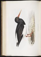 Eurasian Oystercatcher, Huîtrier pie plate 300