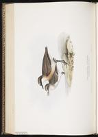 Lesser Sand Plover, Lesser Sand-Plover, Mongolian Plover, Pluvier de Mongolie plate 299