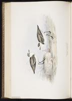 Kentish Plover, Snowy Plover, Chorlo nevado plate 298