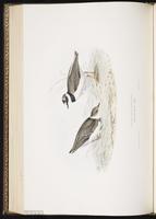 Little Ringed Plover, Pluvier petit-gravelot plate 297