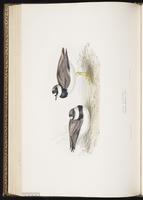 Common Ringed Plover, Pluvier grand-gravelot plate 296