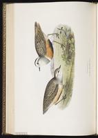 Eurasian Dotterel, Pluvier guignard plate 295