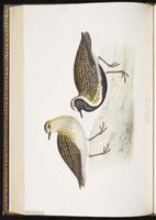 European Golden Plover, European Golden-Plover, Greater Golden-Plover, Pluvier doré plate 294