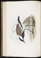 Spur-winged Lapwing plate 293