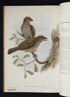 Monograph of the Paradiseidae, 1:193