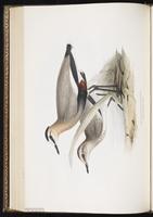 Sociable Lapwing plate 292