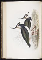 Northern Lapwing, Vanneau huppé plate 291