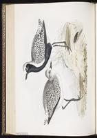 Black-bellied Plover, Grey Plover, Chorlo gris, Pluvier argenté plate 290