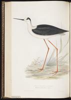 Black-winged Stilt, Échasse blanche plate 289