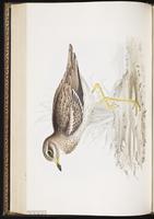 Eurasian Stone-curlew plate 288