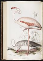 American Flamingo, Flamant des Caraïbes, flamant rose, Flamenco americano, Greater Flamingo plate 287