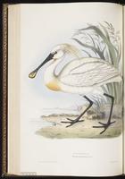 Eurasian Spoonbill, Spatule blanche plate 286