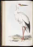 Maguari Stork plate 285