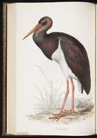 Black Stork plate 284