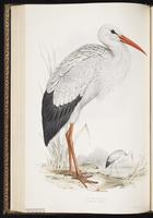 White Stork plate 283