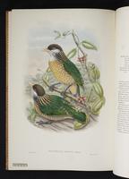 Monograph of the Paradiseidae, 1:189