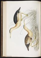 Little Bittern, Blongios nain plate 282