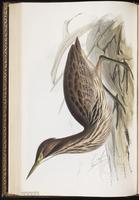 American Bittern, Avetoro norteño, Butor d'Amérique plate 281