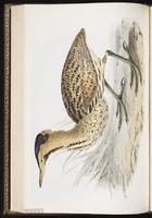 Eurasian Bittern plate 280