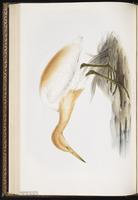 Cattle Egret, , Western Cattle Egret, Garza ganadera, Héron garde-boeufs plate 278