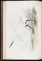 Little Egret, Aigrette garzett plate 277