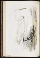 Great Egret, Grande Aigrette plate 276