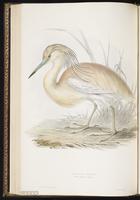 Squacco Heron plate 275