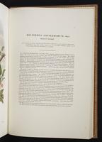 Monograph of the Paradiseidae, 1:186