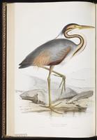 Purple Heron, Héron pourpré plate 274