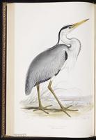 Gray Heron, Grey Heron, Héron cendré plate 273