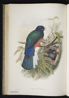Black-throated trogon plate 24