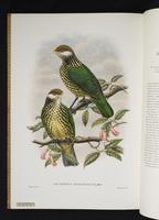 Monograph of the Paradiseidae, 1:185