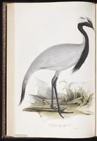 Demoiselle Crane plate 272