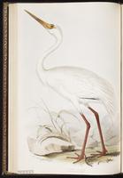 Siberian Crane, Siberian White Crane plate 271