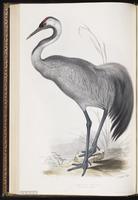 Common Crane plate 270