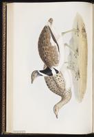 Little Bustard plate 269