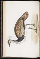 Houbara Bustard plate 268