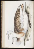Great Bustard plate 267