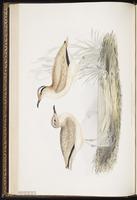 Cream-colored Courser plate 266