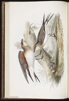 Collared Pratincole, Glaréole à collier plate 265