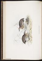 Common Buttonquail, Kurrichane Buttonquail plate 264