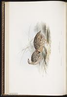 Common Quail plate 263